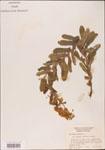 000003701-thumbnail.jpg