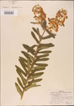 000003703-thumbnail.jpg