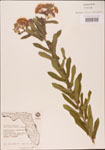 000003704-thumbnail.jpg
