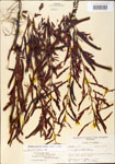000003708-thumbnail.jpg