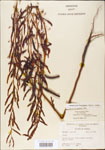 000003709-thumbnail.jpg