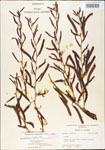 Chamaecrista