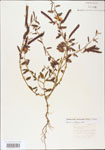 000003713-thumbnail.jpg