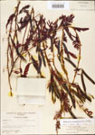 000003718-thumbnail.jpg