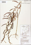 000003720-thumbnail.jpg