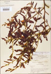 000003722-thumbnail.jpg