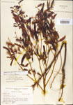 000003726-thumbnail.jpg