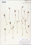 000003727-thumbnail.jpg