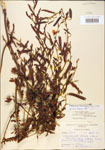 000003729-thumbnail.jpg