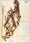 000003730-thumbnail.jpg