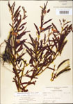 000003731-thumbnail.jpg