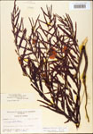 000003733-thumbnail.jpg