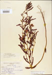 000003736-thumbnail.jpg