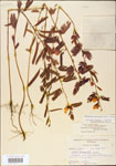 000003737-thumbnail.jpg