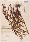 000003738-thumbnail.jpg
