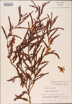 000003739-thumbnail.jpg
