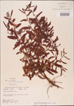 000003742-thumbnail.jpg
