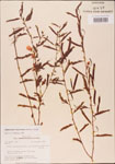 000003743-thumbnail.jpg