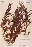 000003747-thumbnail.jpg