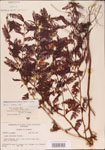 000003748-thumbnail.jpg
