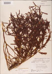 000003757-thumbnail.jpg