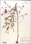 000003822-thumbnail.jpg