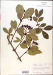 000003836-thumbnail.jpg