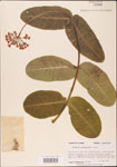 Asclepias