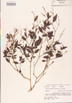 000003842-thumbnail.jpg
