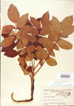 000003850-thumbnail.jpg