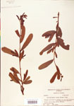 000003867-thumbnail.jpg