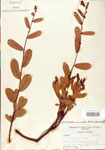 000003870-thumbnail.jpg
