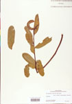 000003871-thumbnail.jpg