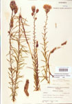 000003907-thumbnail.jpg