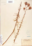 000003912-thumbnail.jpg