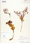 Euphorbia