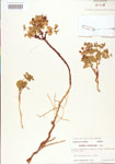 000004008-thumbnail.jpg