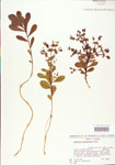 000004009-thumbnail.jpg