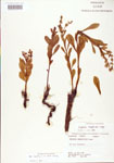 000004011-thumbnail.jpg