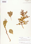 000004016-thumbnail.jpg