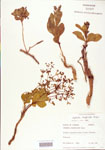 000004017-thumbnail.jpg
