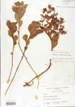 Euphorbia