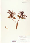000004024-thumbnail.jpg