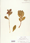 000004025-thumbnail.jpg