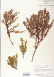 000004039-thumbnail.jpg