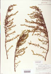 000004041-thumbnail.jpg