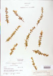 000004044-thumbnail.jpg