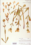 000004062-thumbnail.jpg