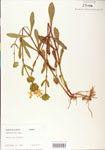 000004073-thumbnail.jpg