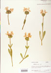 000004076-thumbnail.jpg